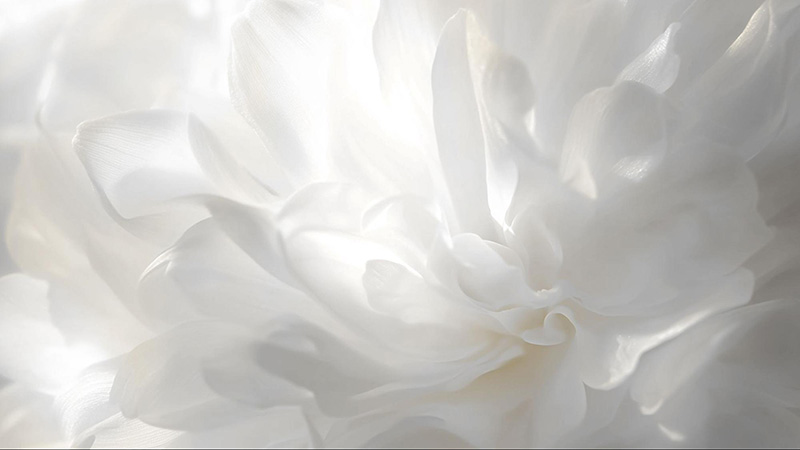 Cloud Dancer  สีแห่งปี 2026 ของ Pantone