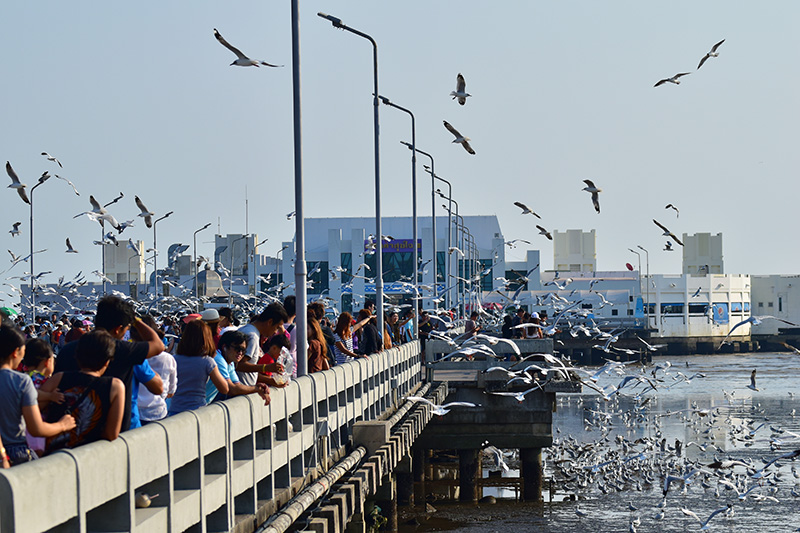 จุดชมนกนางนวล สถานตากอากาศบางปู