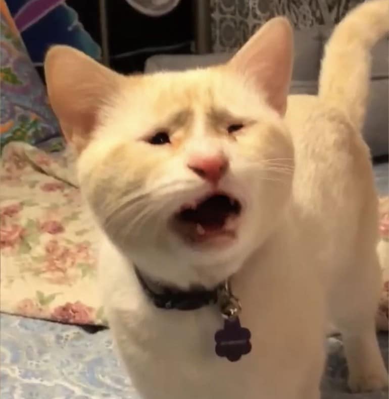 แมวตาตี๋