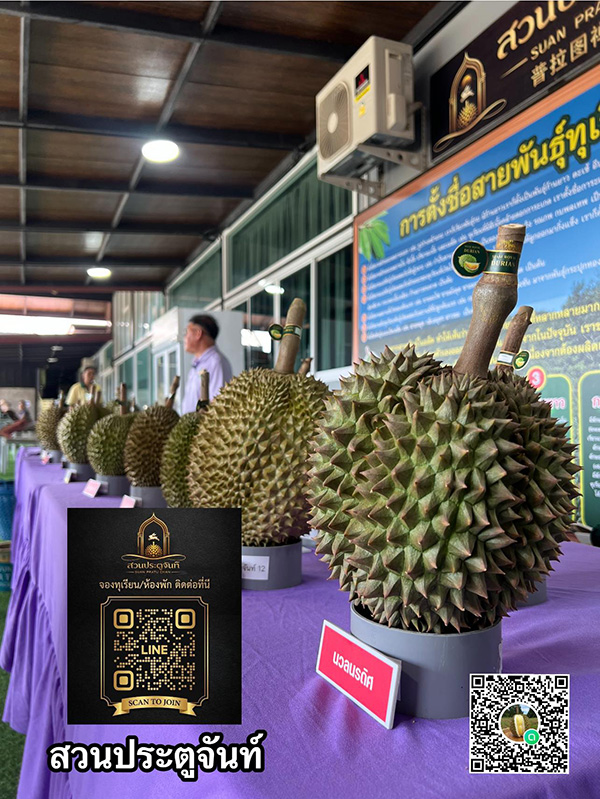 บุฟเฟต์ทุเรียน 2569 สวนประตูจันท์