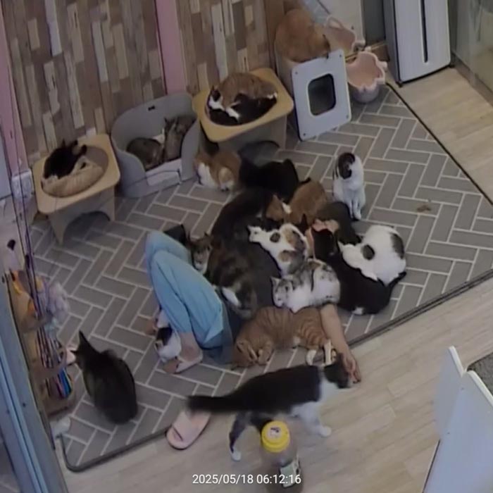 คนดูแลคาเฟ่แมวจรงีบหลับ แต่อบอุ่นจนใจฟู