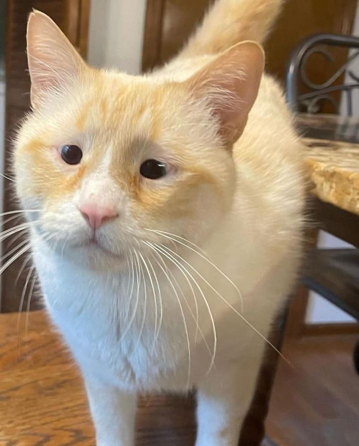 แมวตาตี๋