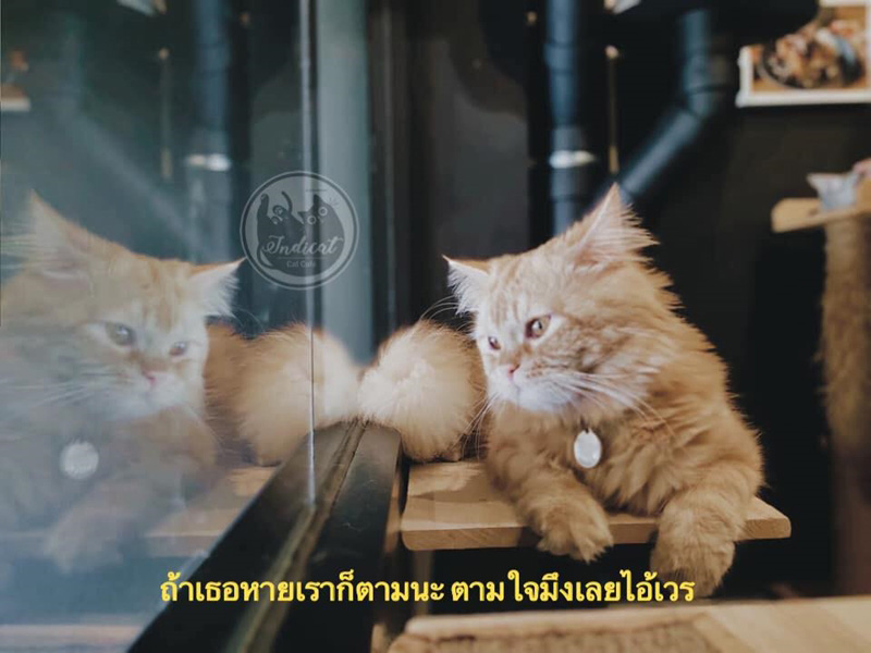 Meme แมว