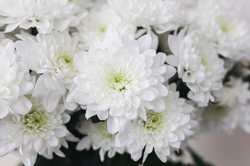 ดอกเบญจมาศ 