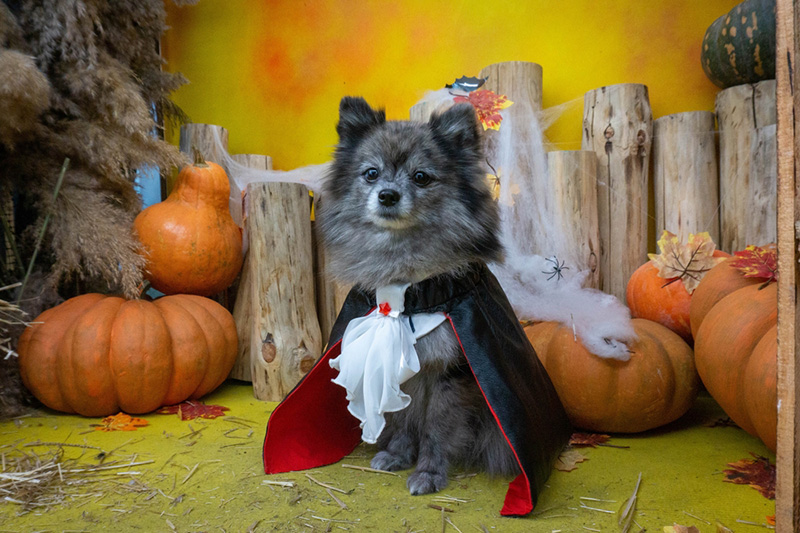หมา ฮาโลวีน