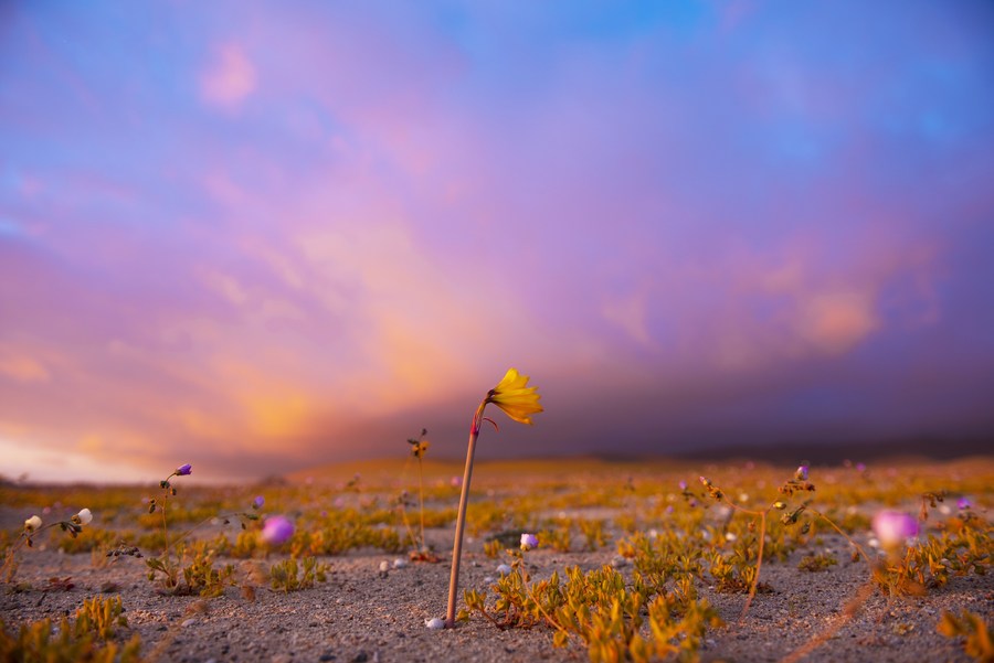 ทะเลทรายอาตากามา