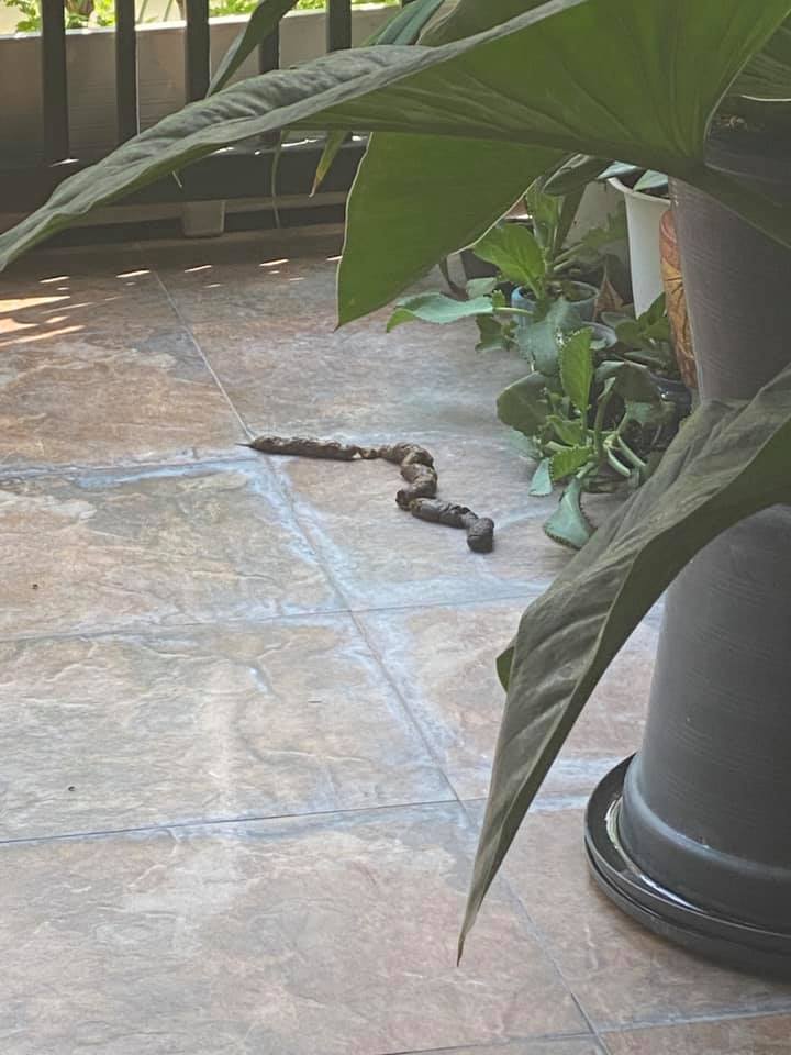 งูเข้าบ้าน