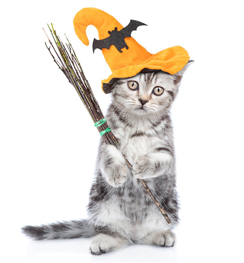 แมว ฮาโลวีน