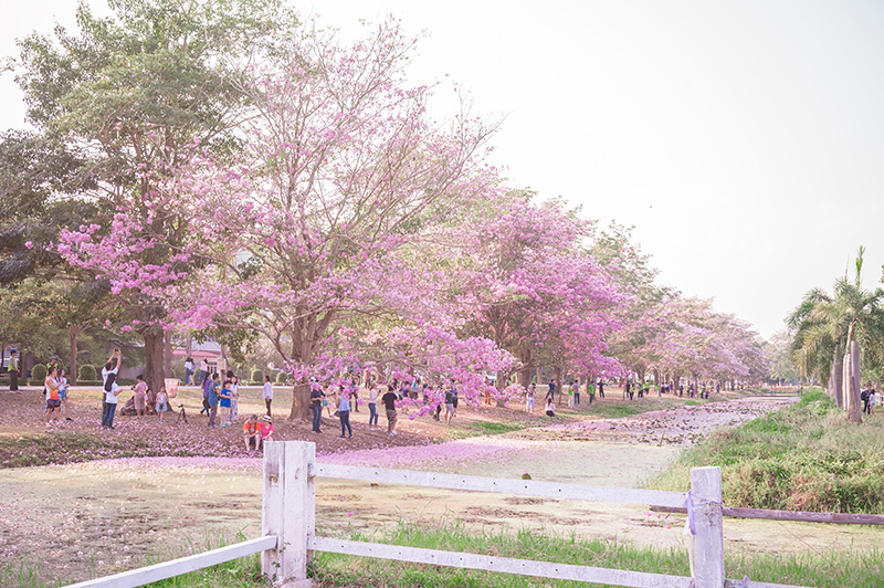 ชมพูพันธุ์ทิพย์ ม.เกษตรฯ กำแพงแสน 2569