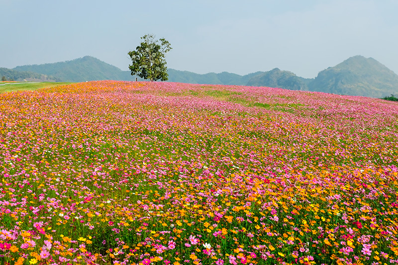 เที่ยวสวนดอกไม้-ไร่ชา เชียงราย 2568-2569