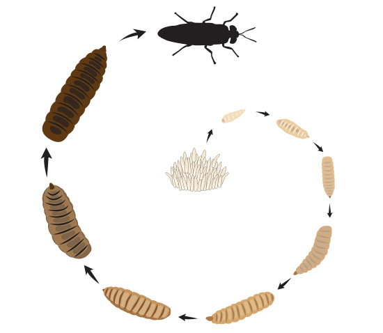 หนอนแมลงวัน