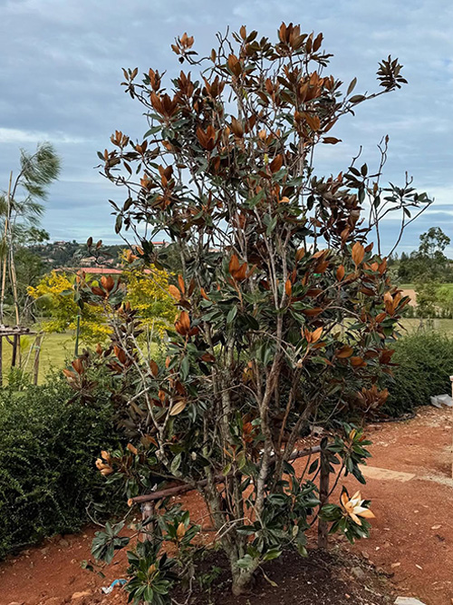 บ้านญาญ่า เขาใหญ่