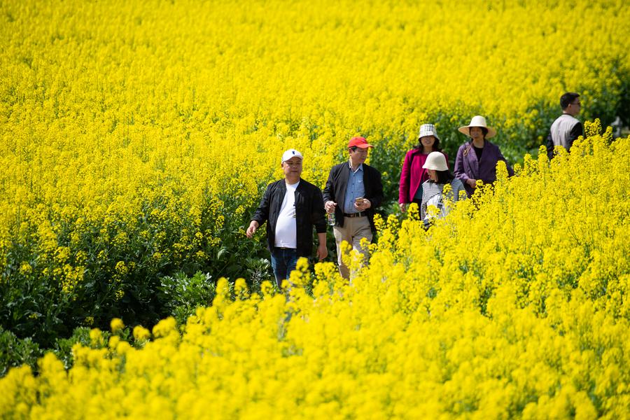 ทุ่งดอกผักกาดก้านขาว