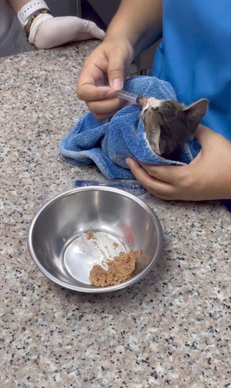 ก๊อต จิรายุ แมว