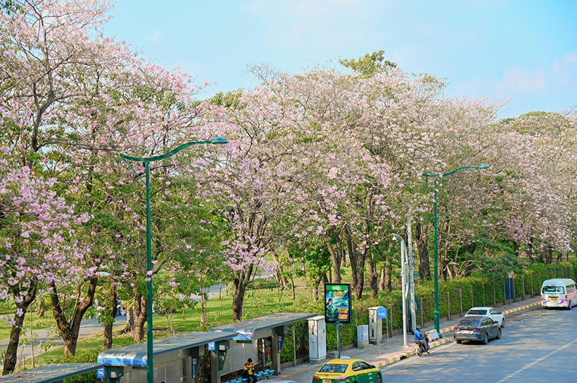 ชมพูพันธุ์ทิพย์ จตุจักร 2568