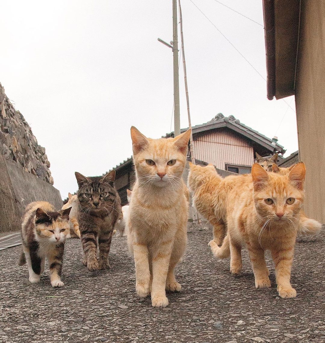 แมวจรญี่ปุ่น