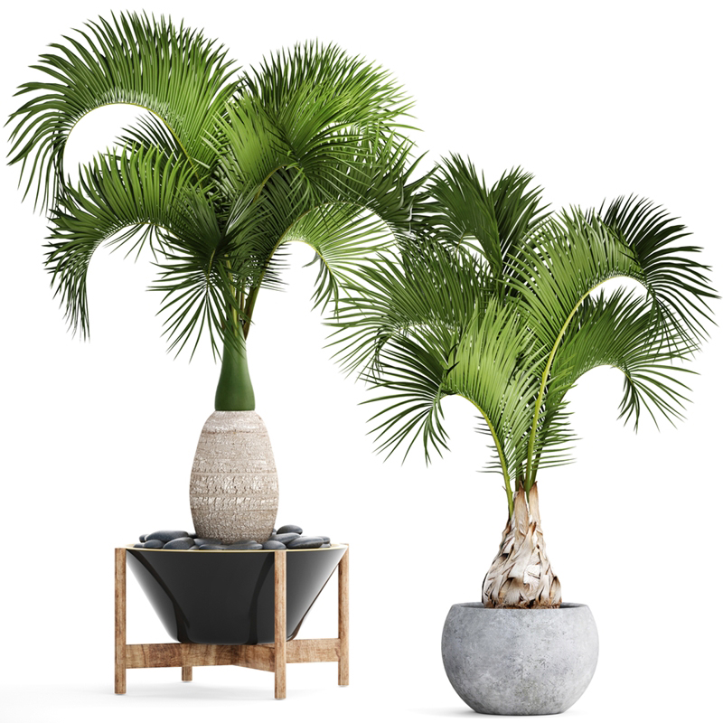 ต้นปาล์ม