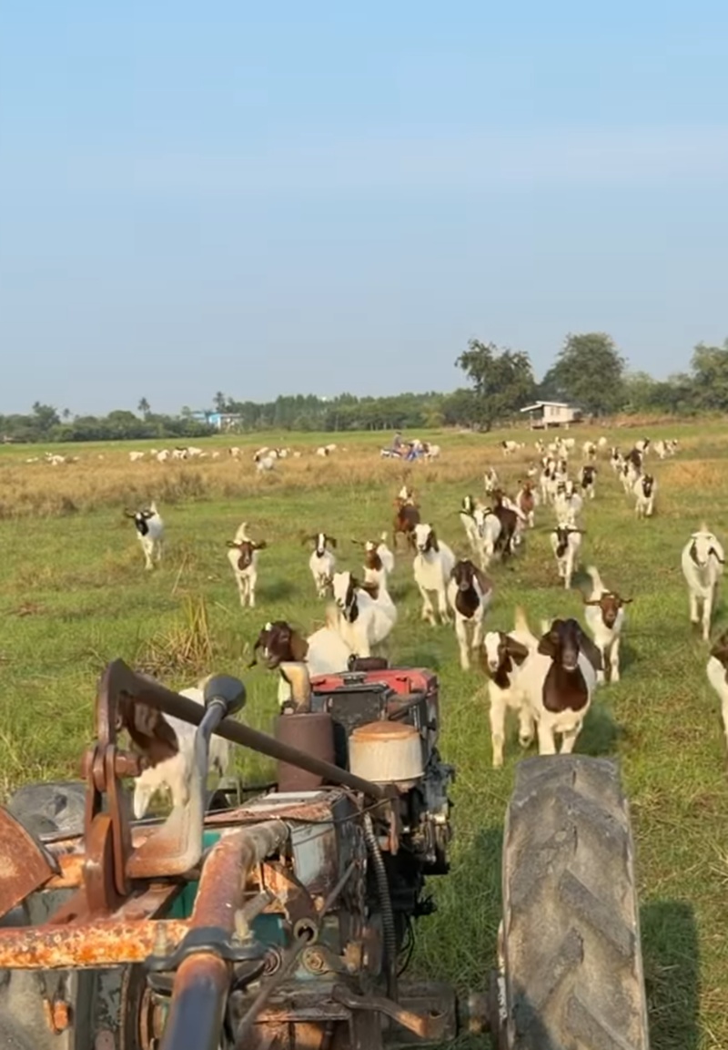 ก้อย อรัชพร