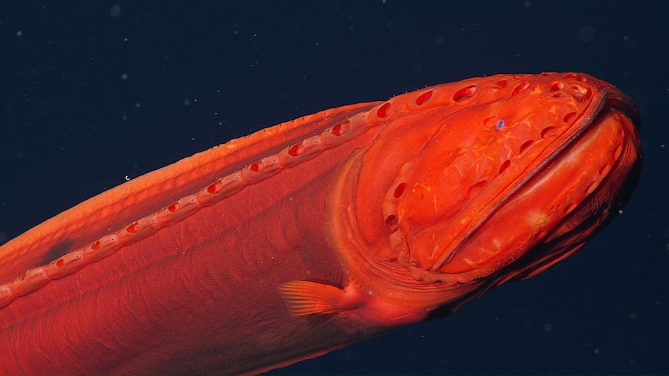 ปลาเวลฟิช