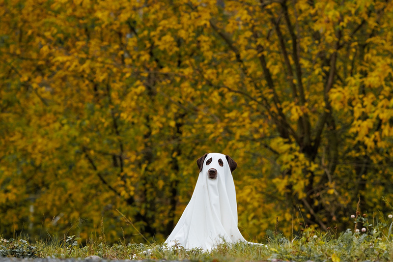 หมา ฮาโลวีน