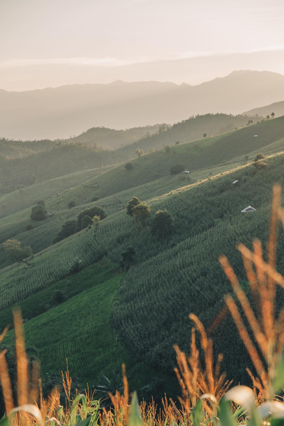 ป่าบงเปียง