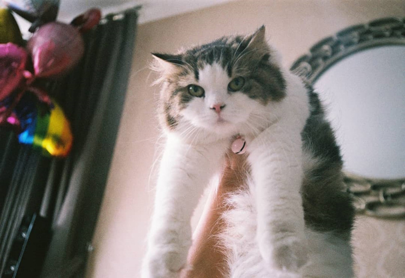 ดาราหญิงชอบเลี้ยงแมว