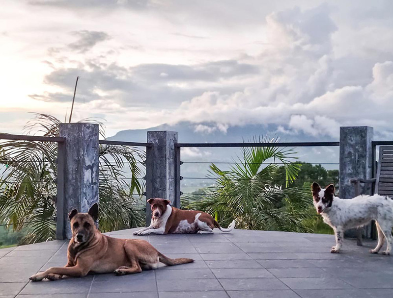 โรงแรม Pet Friendly