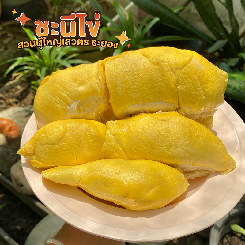 สวนธรรมเจริญ สวนผลไม้ระยอง 2569
