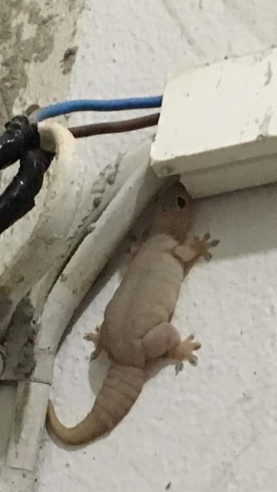 จิ้งจกบ้าน