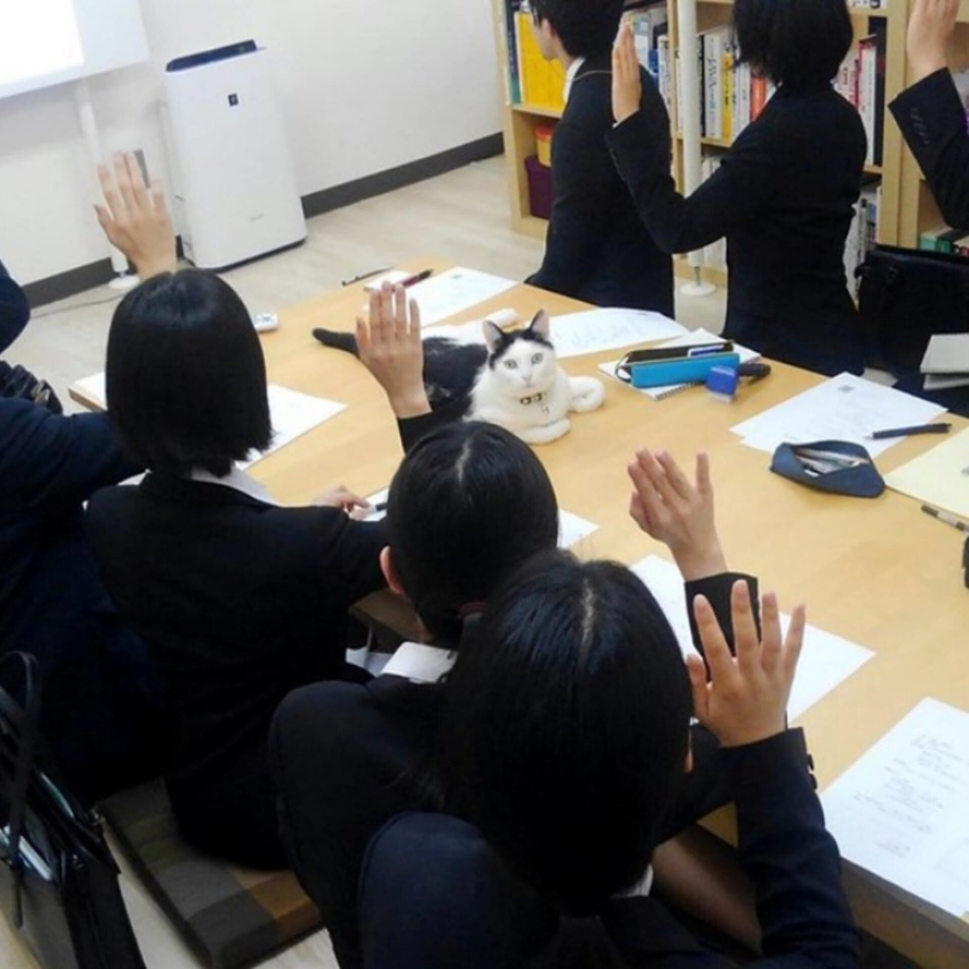 แมวออฟฟิศ