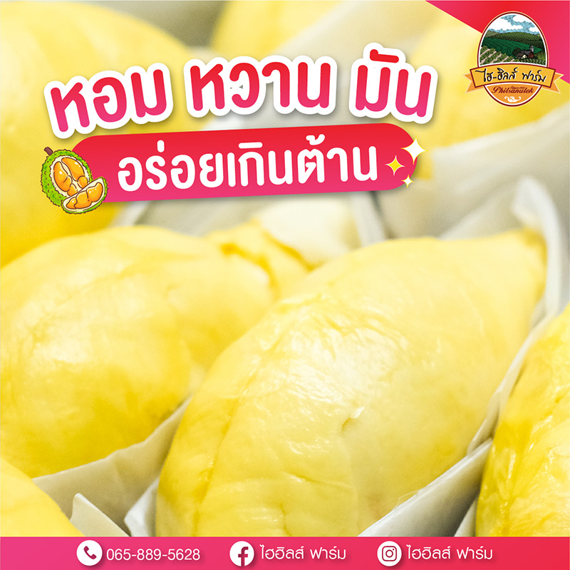 สวนทุเรียนหลงลับแล หลินลับแล