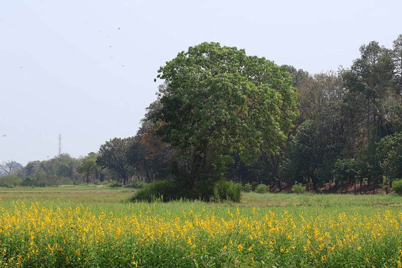 ทุ่งปอเทือง ม.เกษตรฯ กำแพงแสน