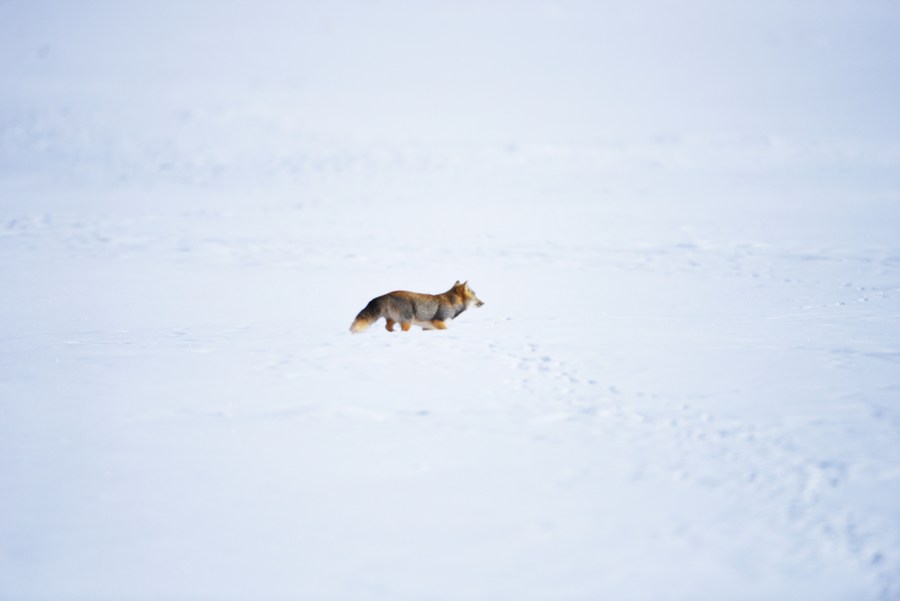 จิ้งจอกทิเบต