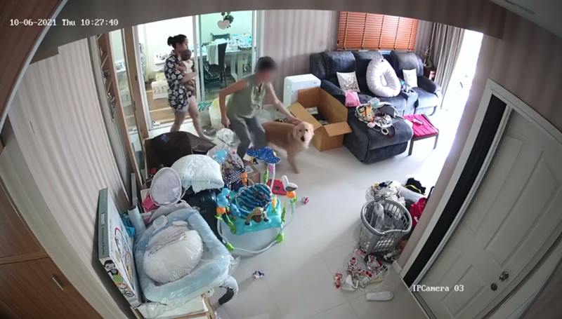 หมาเพื่อนบ้าน บุกบ้าน นาตาลี เดวิส