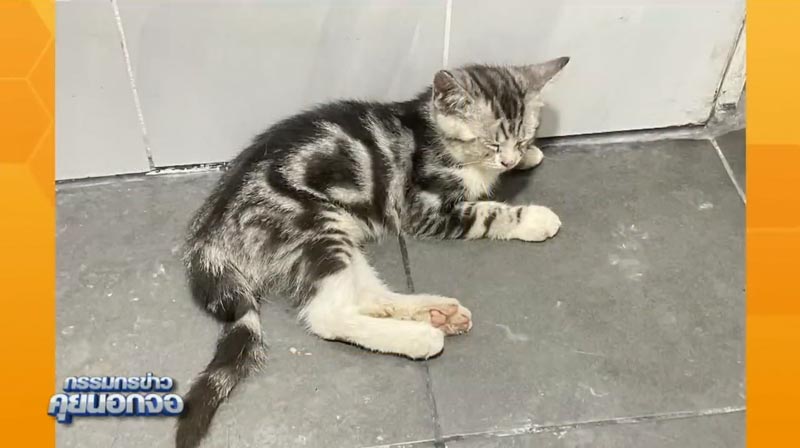 สรยุทธ รับเลี้ยงแมว