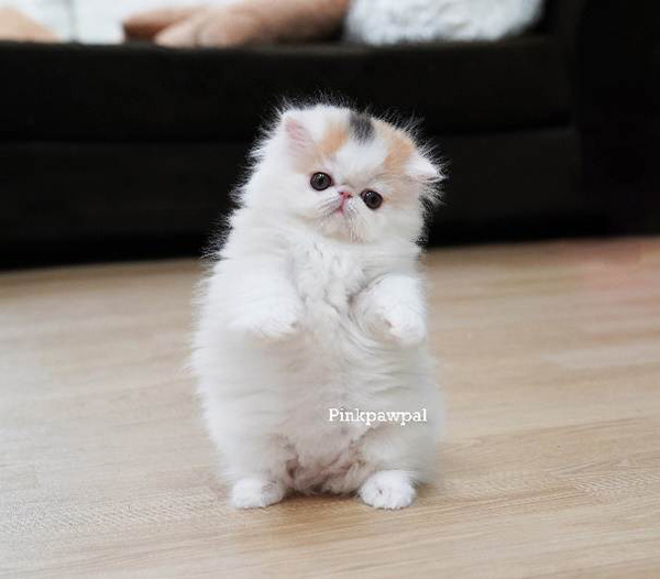  เปอร์เซีย 