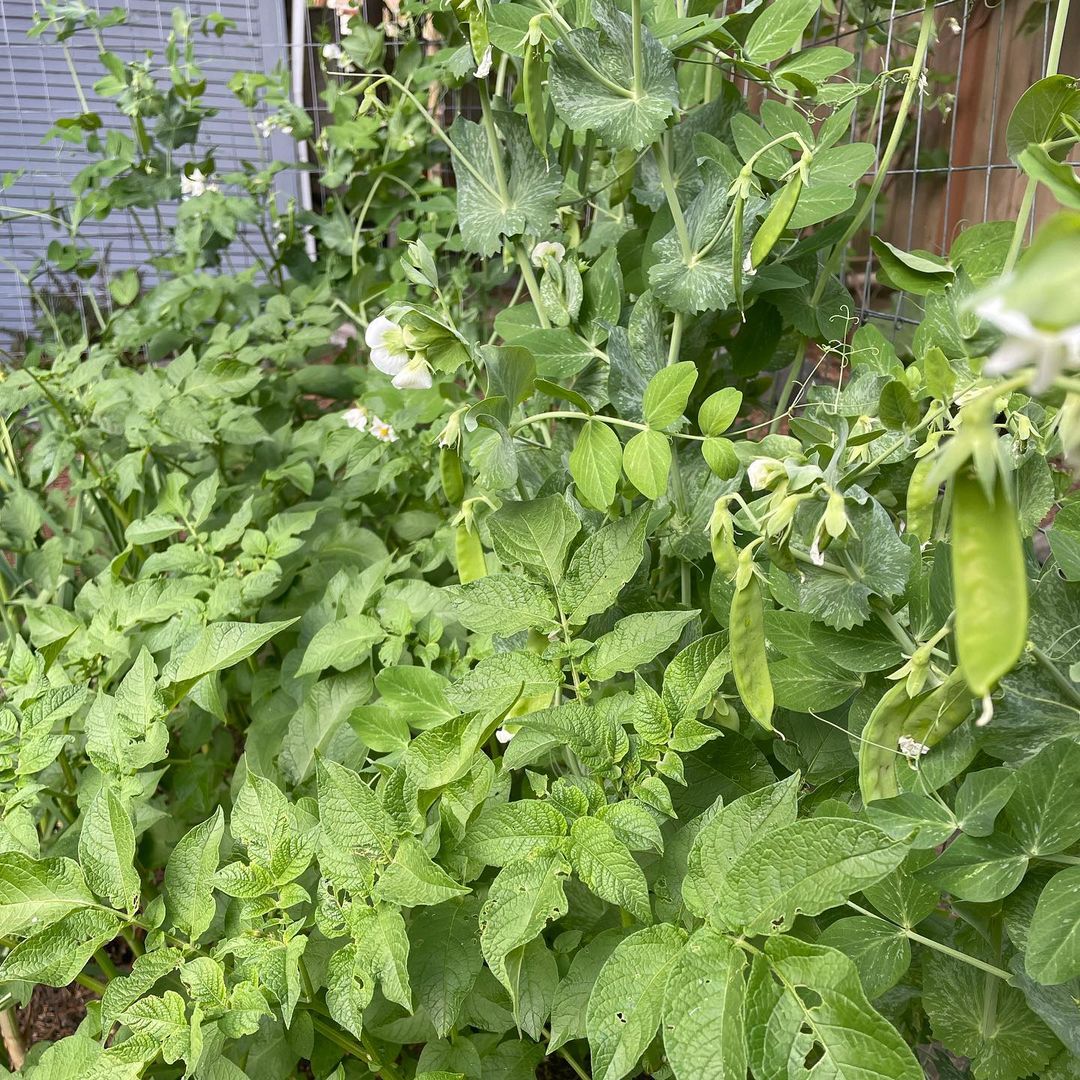 อุ้ม สิริยากร