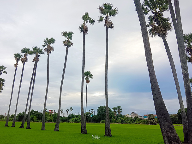 จุดชมวิวดงตาลสามโคก