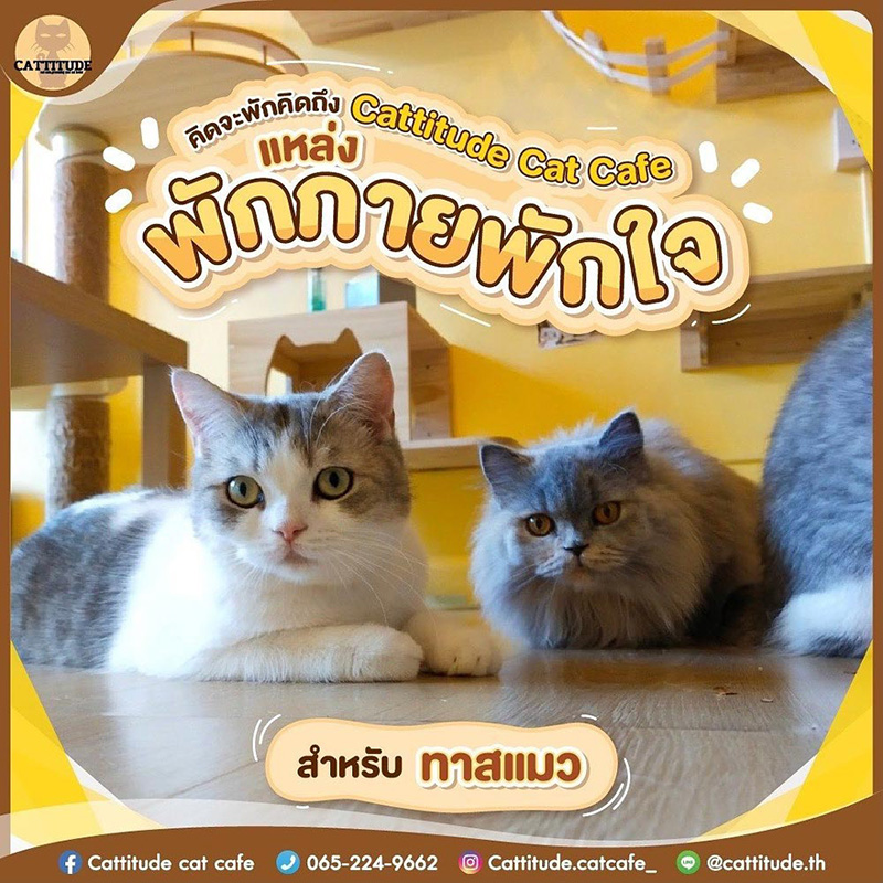 คาเฟ่แมว