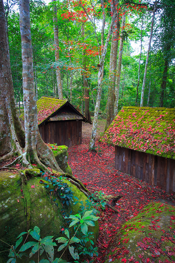 ใบเมเปิล ก่วมแดง 2568 อุทยานแห่งชาติภูหินร่องกล้า