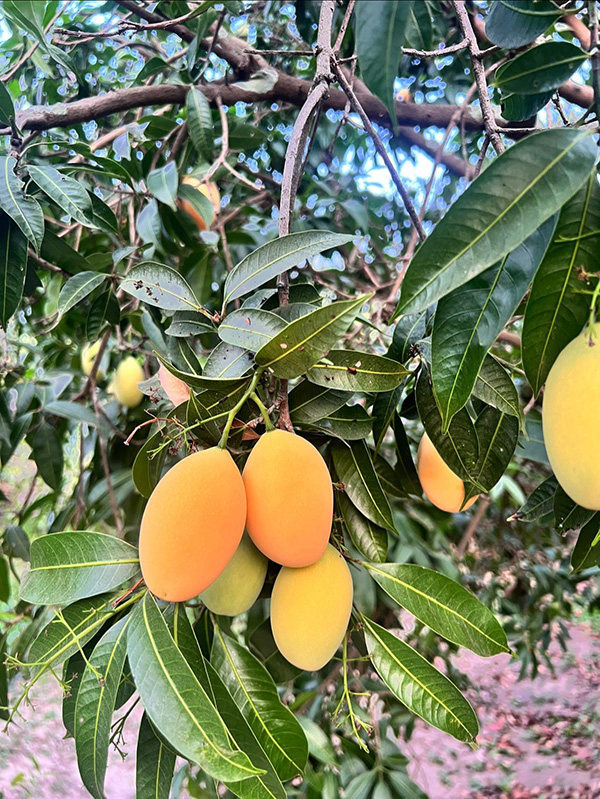 สวนมะยงชิดกำนันวิเชียร สวนมะยงชิด 2569