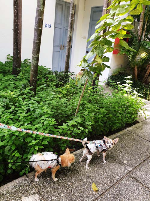 The Peri Hotel Hua Hin โรงแรมหัวหิน ที่เป็น Pet Friendly Hotel