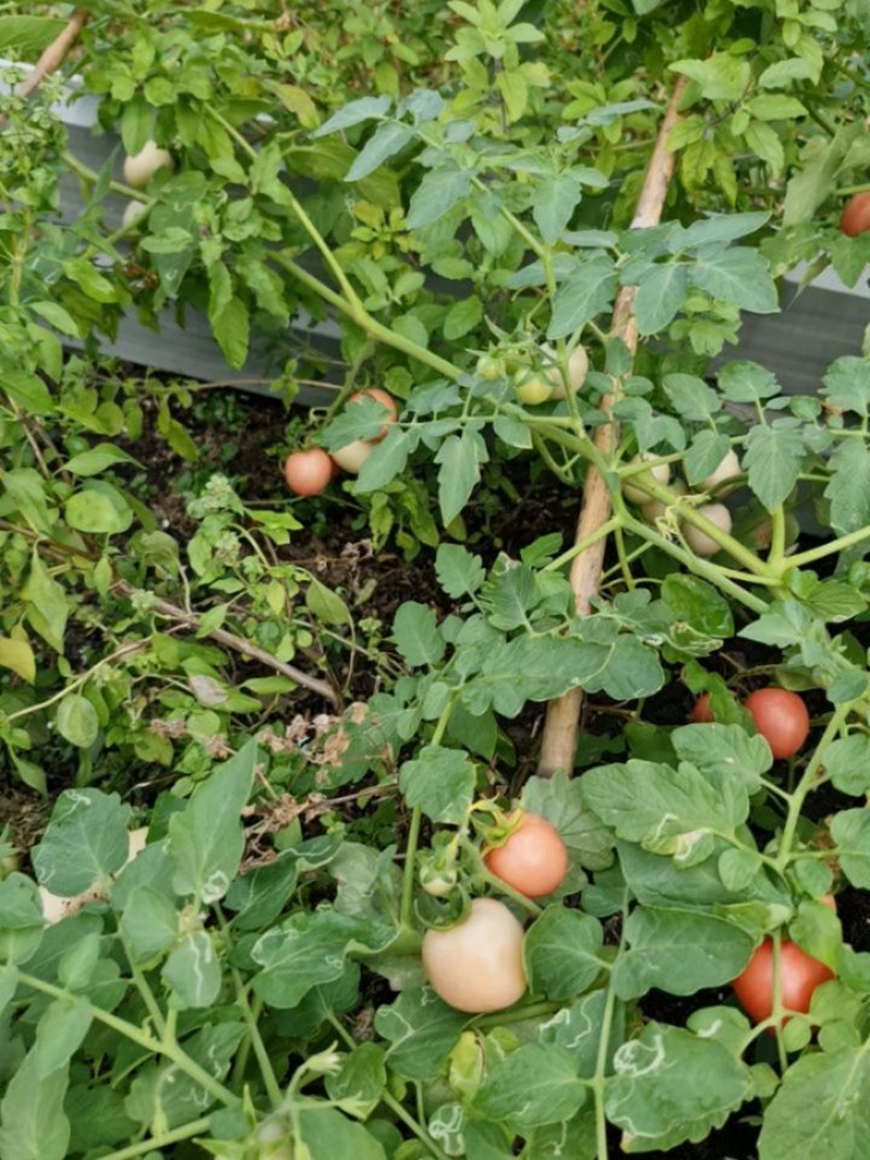 ปาล์มมี่ พาชมสวนมะเขือเทศในสไตล์ยูทูบเบอร์มือใหม่