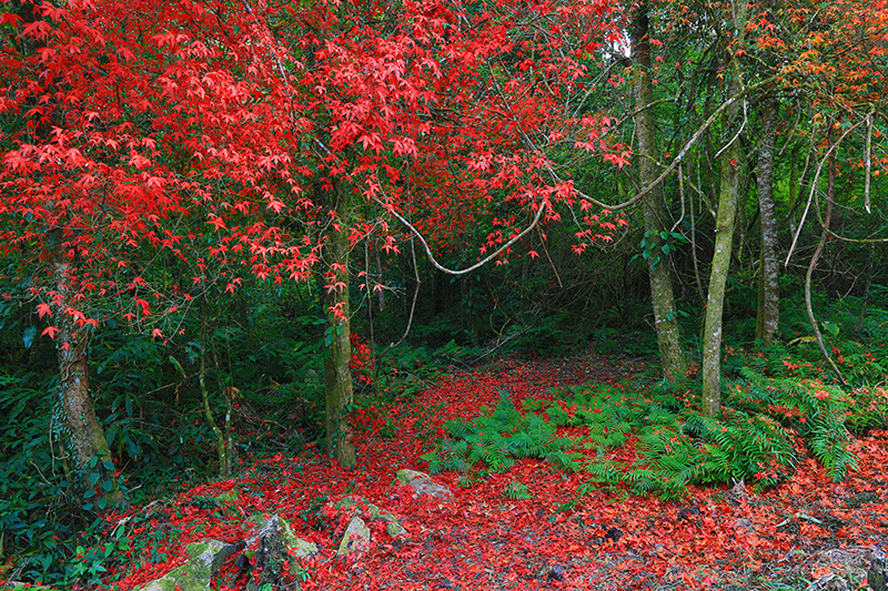 ใบเมเปิล ก่วมแดง 2568 อุทยานแห่งชาติภูหินร่องกล้า