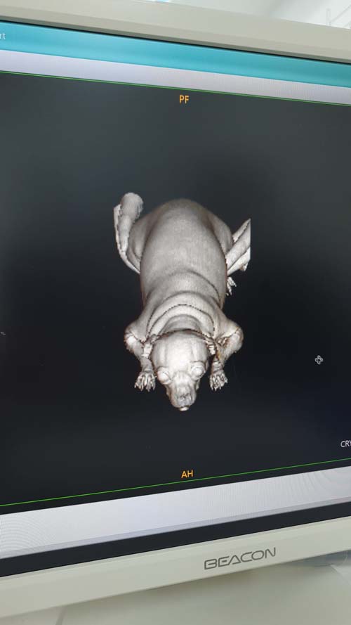 รีวิวทำ CT Scan สุนัข