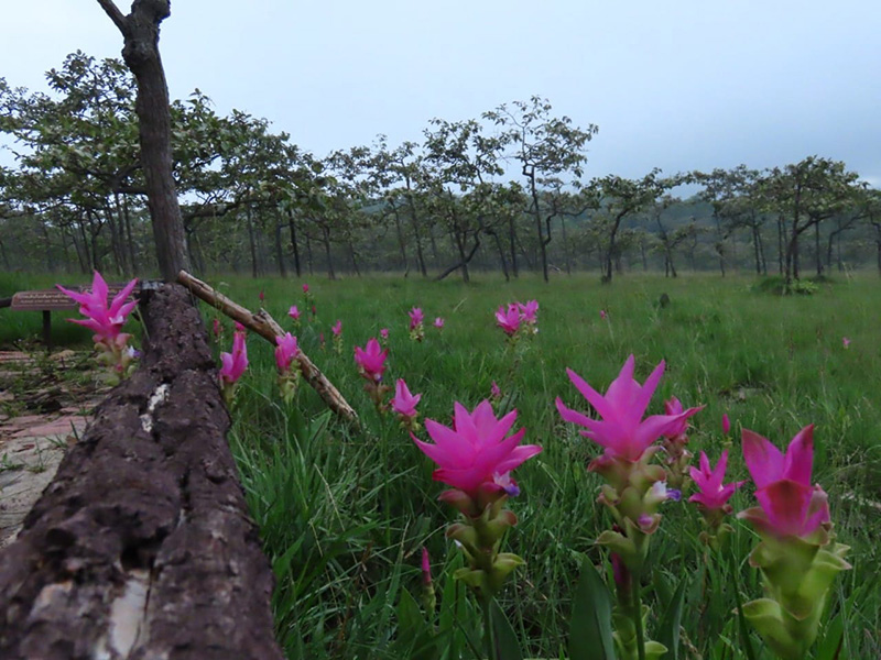 ดอกกระเจียว