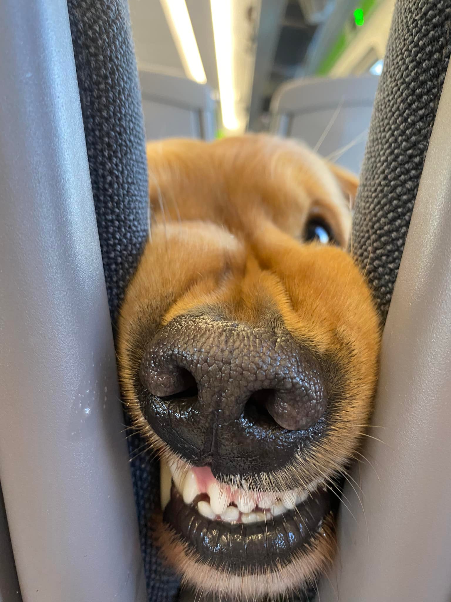 หมาโกลเด้น