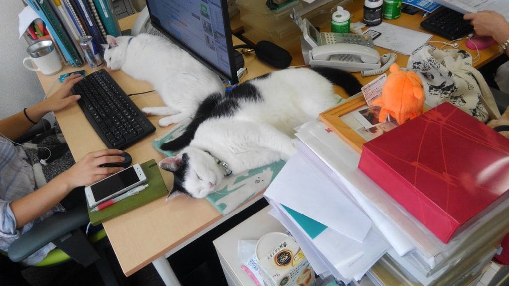 แมวออฟฟิศ