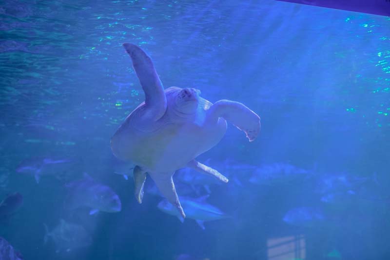 Aquarium สวนสัตว์เชียงใหม่ 