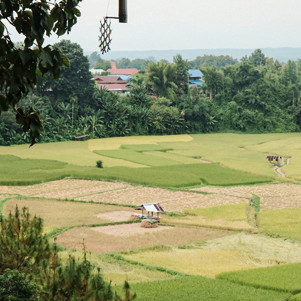 ฟาร์มเห็ดบ้านหัวน้ำ